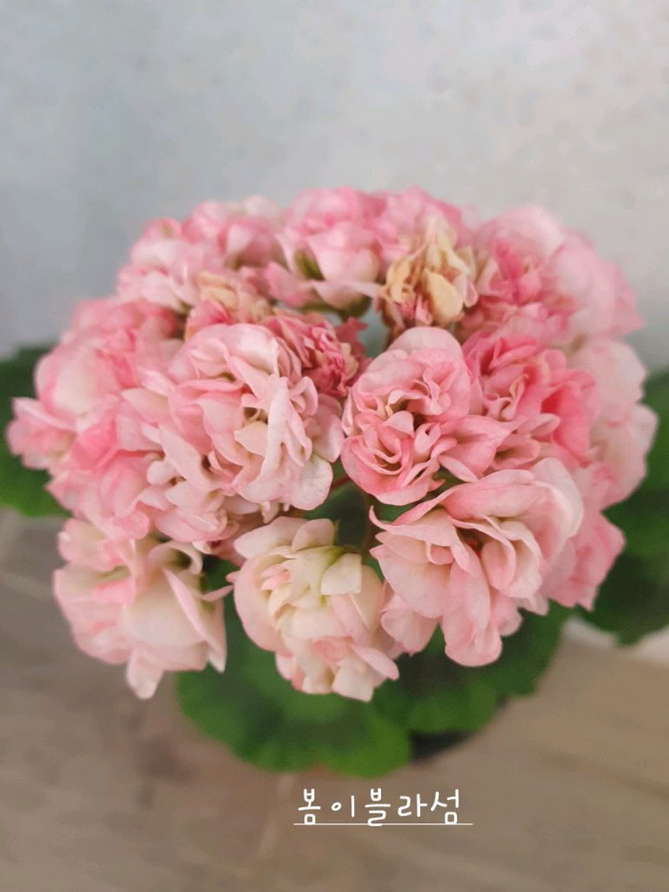 제라늄 ,세트분양,개별분양--4