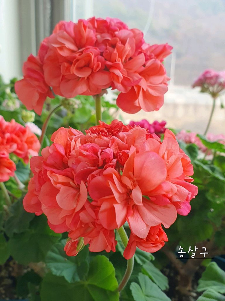 제라늄 ,세트분양,개별분양--5