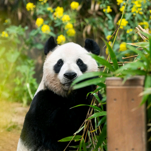 에버랜드 자유이용권 종일권 츄러스