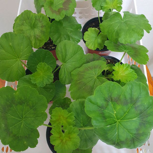 제라늄 5종 개별분양,세트분양