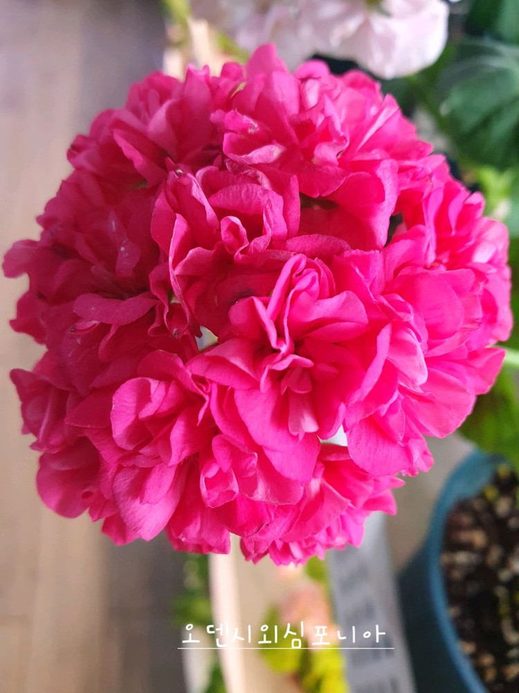 제라늄 5종 개별분양,세트분양--1