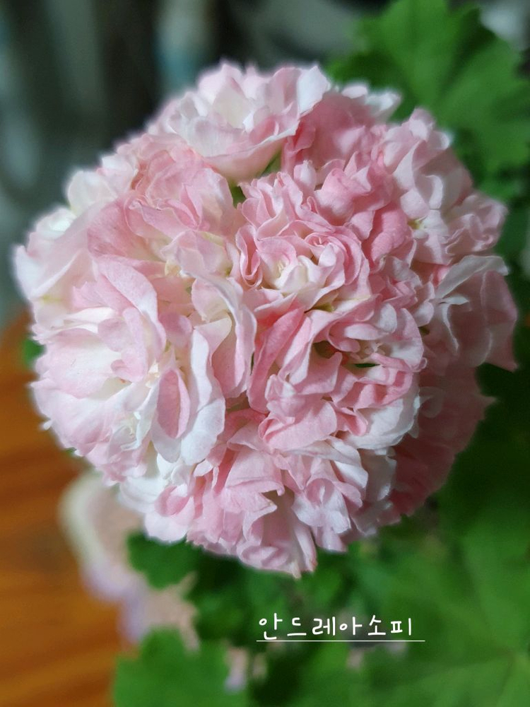 제라늄 5종 개별분양,세트분양--3