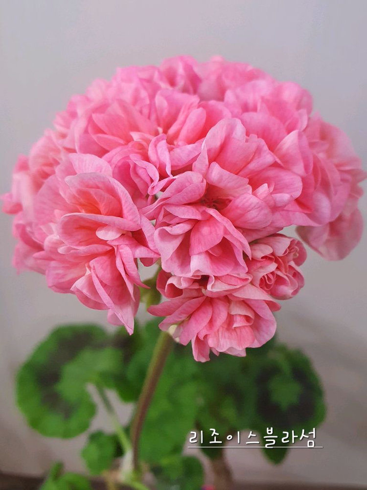 제라늄 5종 개별분양,세트분양--4