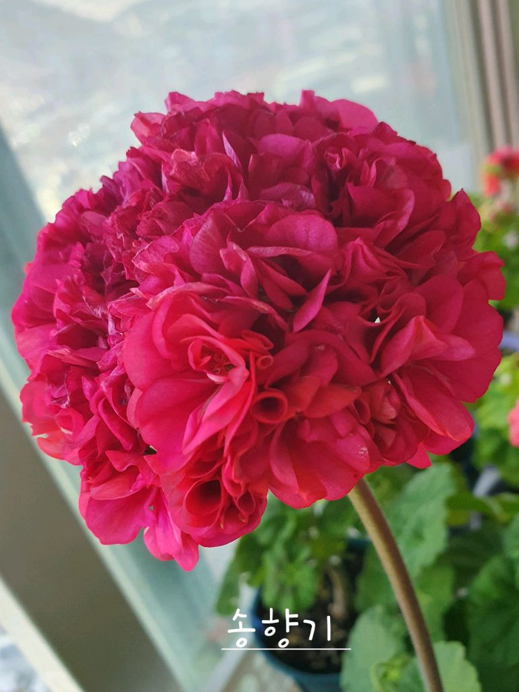 제라늄 5종 개별분양,세트분양--5