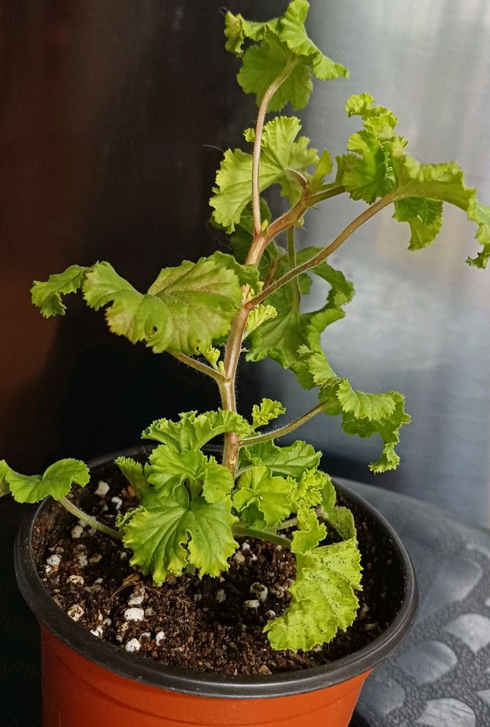 리갈제라늄 콴탁퍼팩션--1