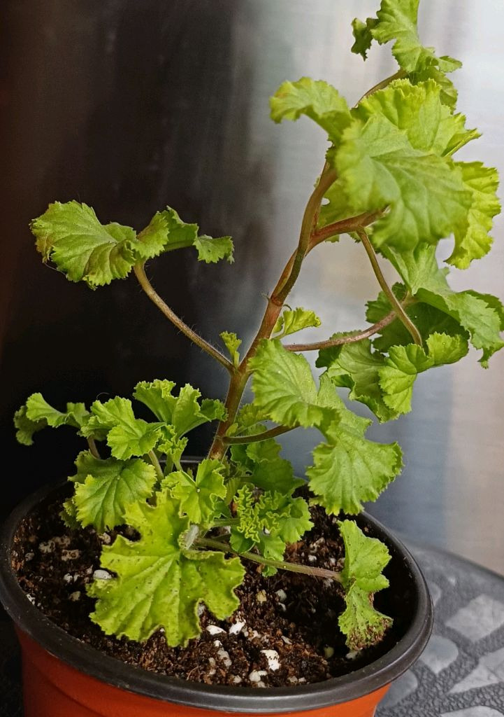 리갈제라늄 콴탁퍼팩션--2