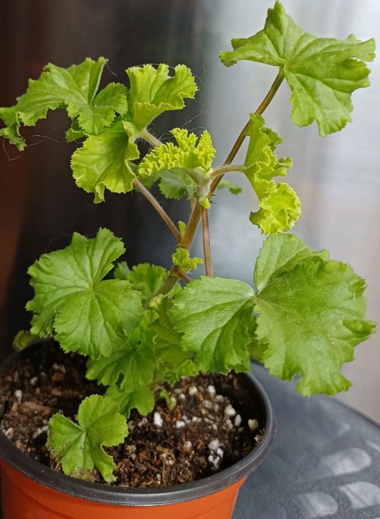 리갈제라늄 콴탁퍼팩션--3