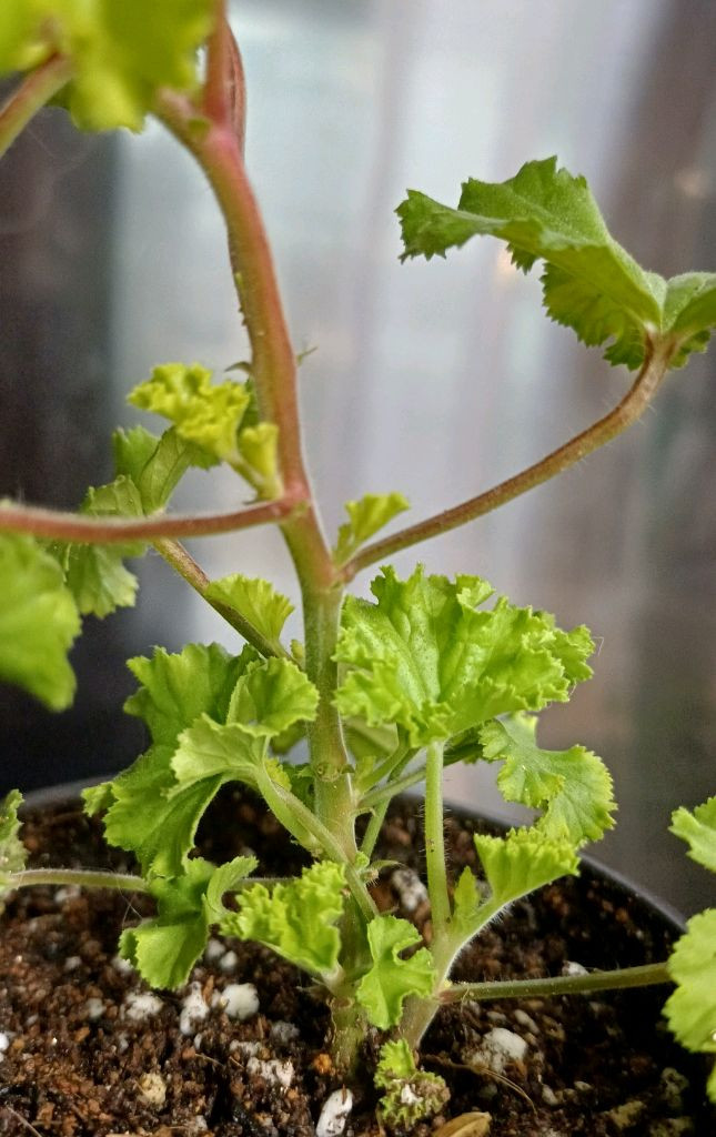 리갈제라늄 콴탁퍼팩션--4