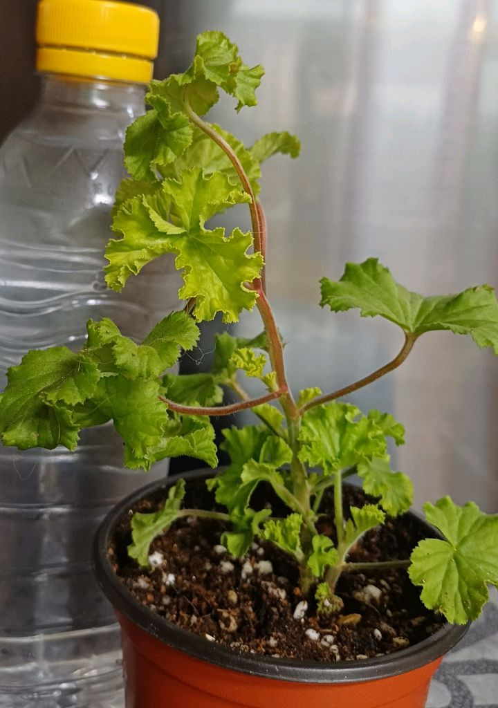 리갈제라늄 콴탁퍼팩션--5