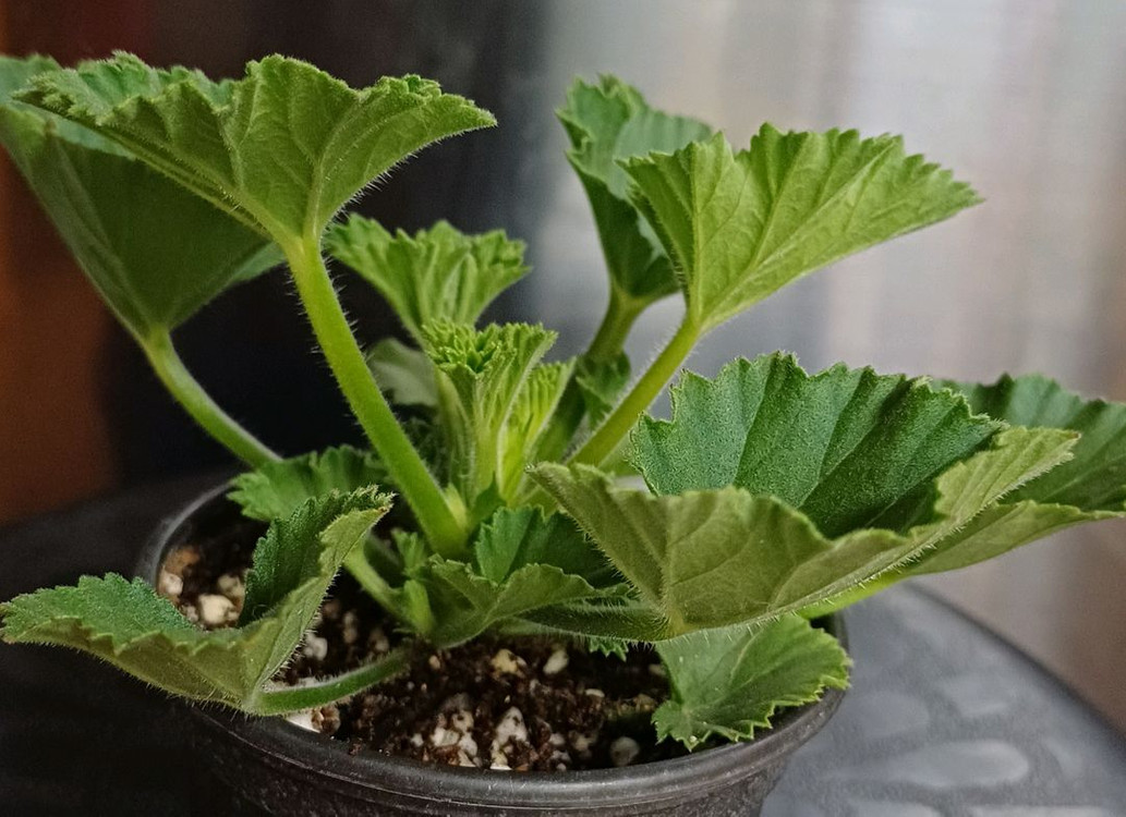 리갈제라늄 모나리자바이스--1