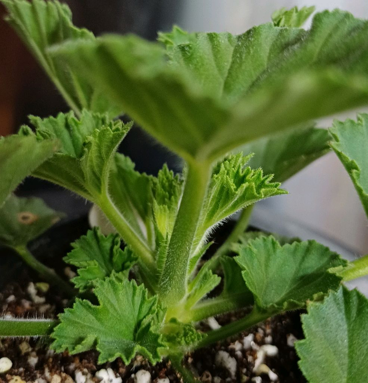 리갈제라늄 모나리자바이스--2