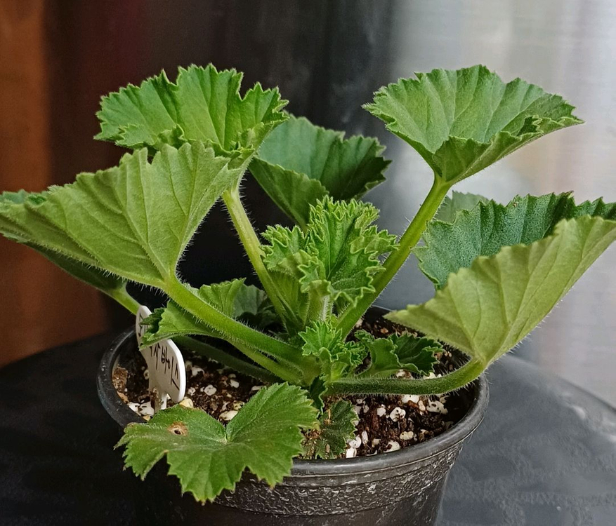 리갈제라늄 모나리자바이스--3