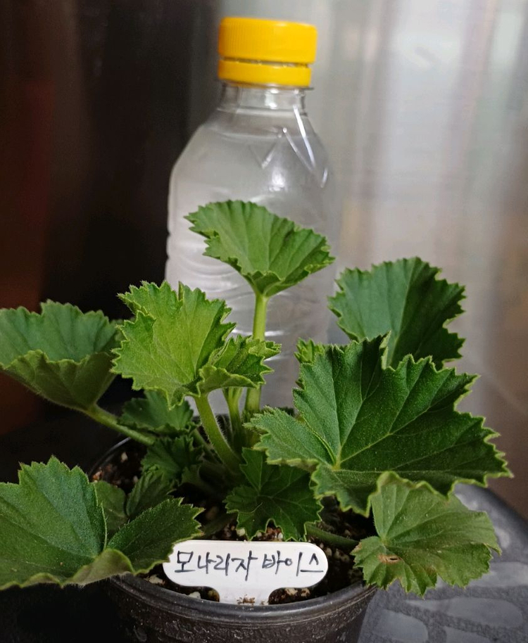 리갈제라늄 모나리자바이스--4