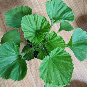 리갈제라늄 터키쉬커피