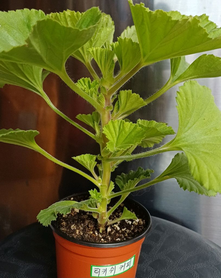 리갈제라늄 터키쉬커피--1