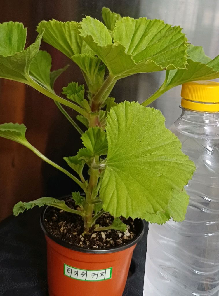 리갈제라늄 터키쉬커피--2