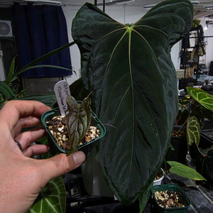 안스리움 JV 랄포 X JV 포랄