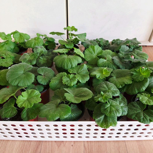 제라늄 개별 분양(업뎃, 스텔라추가)