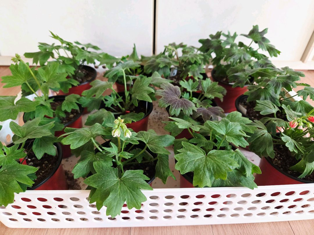 제라늄 개별 분양(업뎃, 스텔라추가)--1