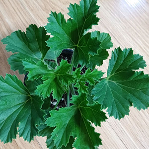 제라늄 아리스토 블랙벨벳