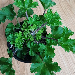 리갈제라늄 캔디플라워 바이올렛