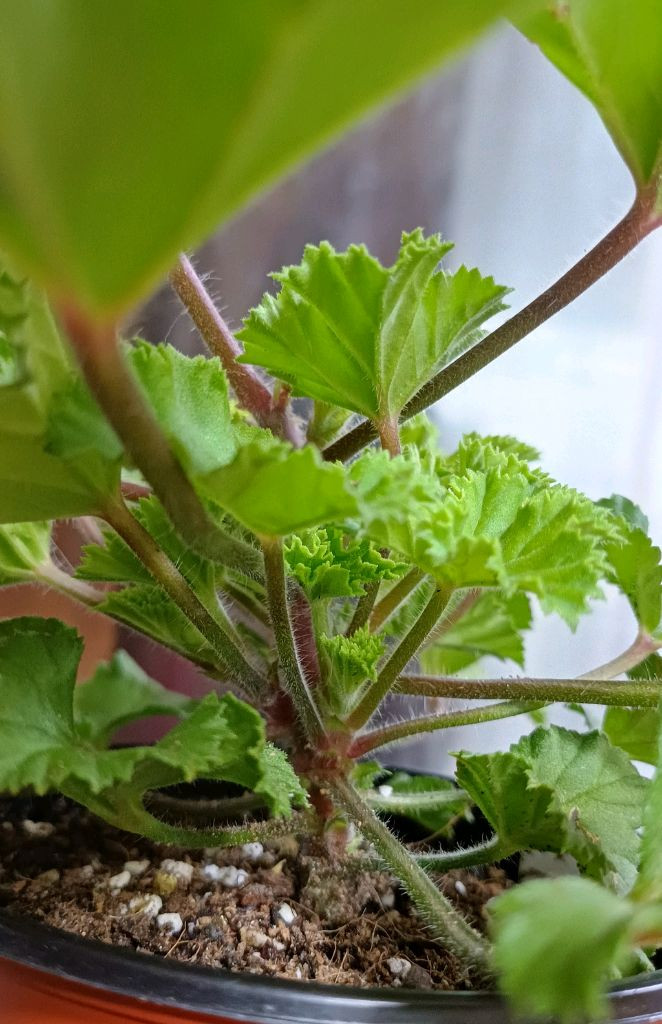 리갈제라늄 캔디플라워 바이올렛--1