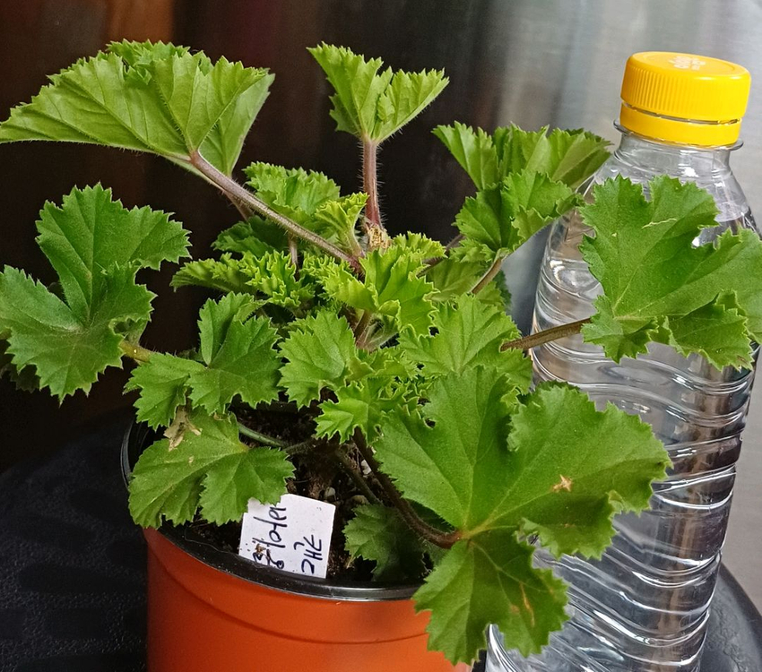 리갈제라늄 캔디플라워 바이올렛--2