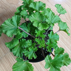 리갈제라늄 캔디플라워 바이올렛