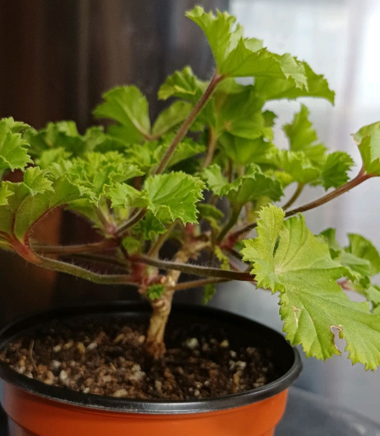 리갈제라늄 캔디플라워 바이올렛--1