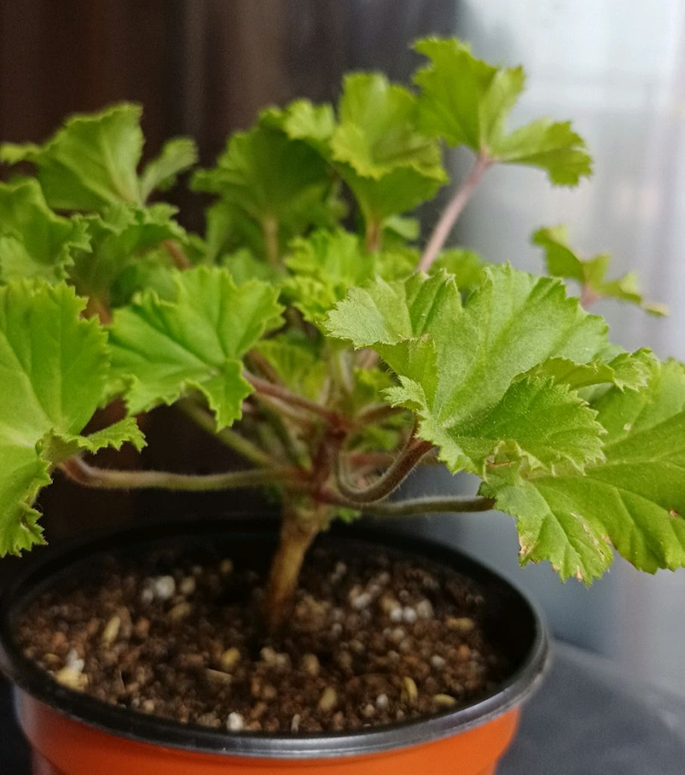 리갈제라늄 캔디플라워 바이올렛--2