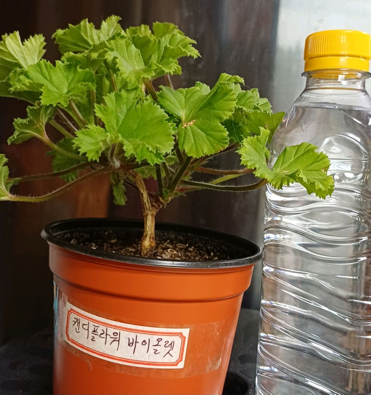 리갈제라늄 캔디플라워 바이올렛--3