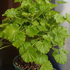 리갈제라늄 콴탁메티