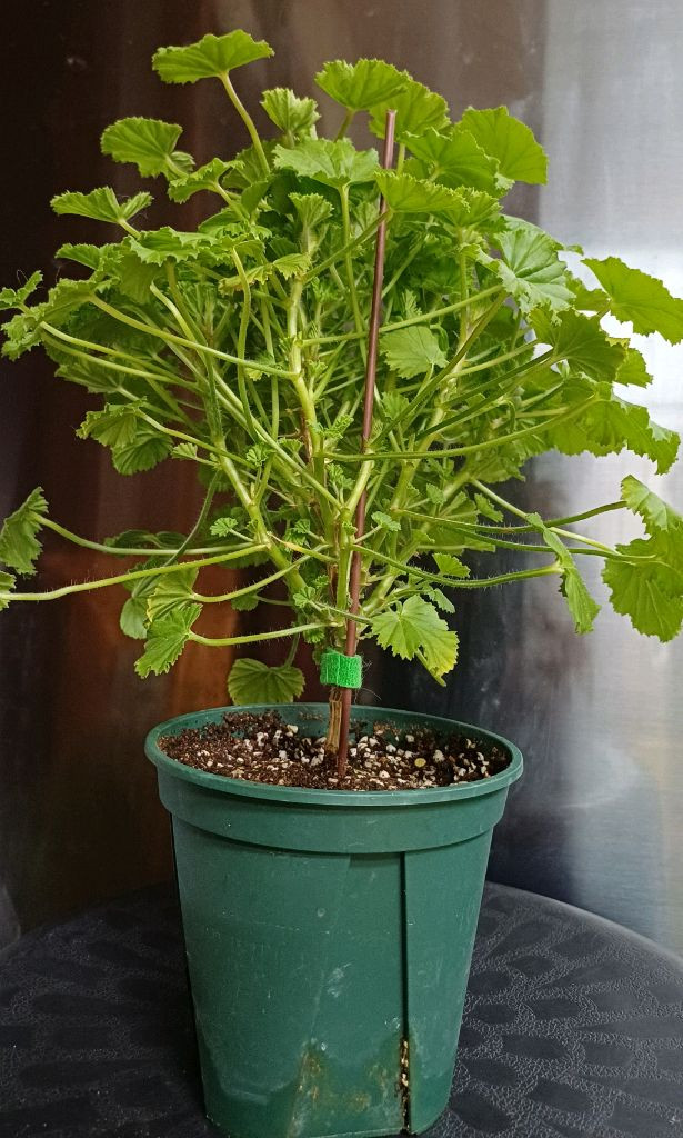 리갈제라늄 콴탁메티--1