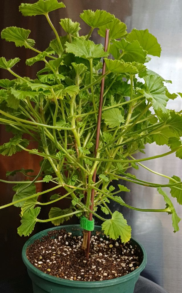 리갈제라늄 콴탁메티--2