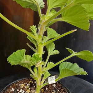 리갈제라늄 터키쉬커피