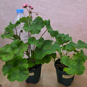 사랑과와인, 에릭스타판타지, 제라늄