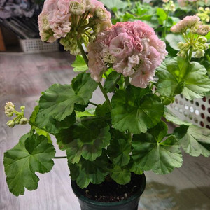 제라늄. hee마리앙뜨