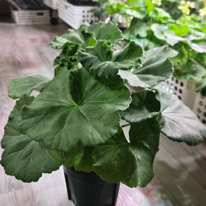 제라늄. ug모험가