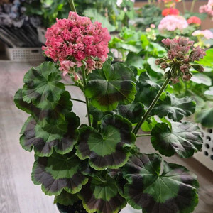 제라늄.메이실키파스탤