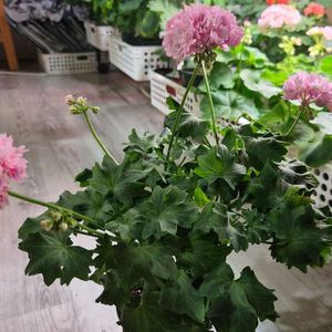 제라늄. 블루퀸즈티아라