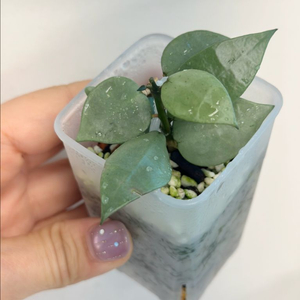 호야 라쿠노사 플문