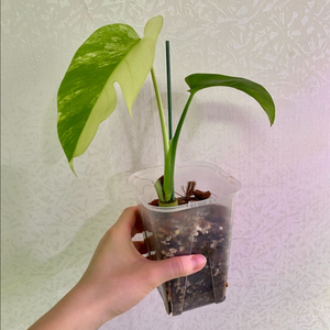 보르시지아나 민트 몬스테라