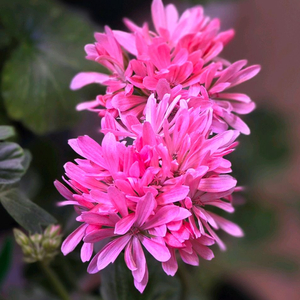 드림러버 스텔라 제라늄