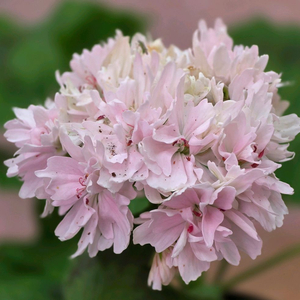 The 핑크마이트레져 스텔라 제라늄