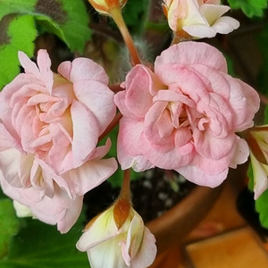 러시아제라늄 TA 마르셀