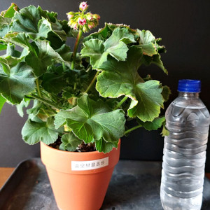 제라늄 송오브콜쵸바 완전 대품