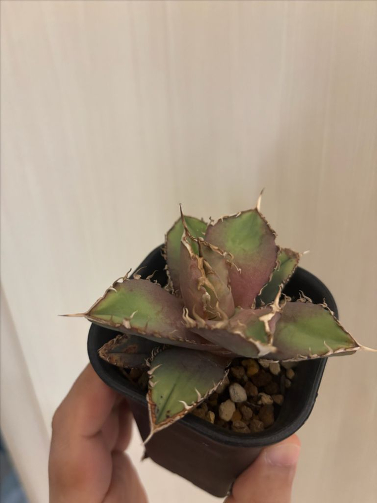 agave titanota 자구 아가베 티타노타 자구--1