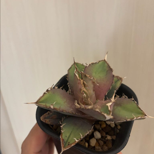 agave titanota 자구 아가베 티타노타 자구 이미지