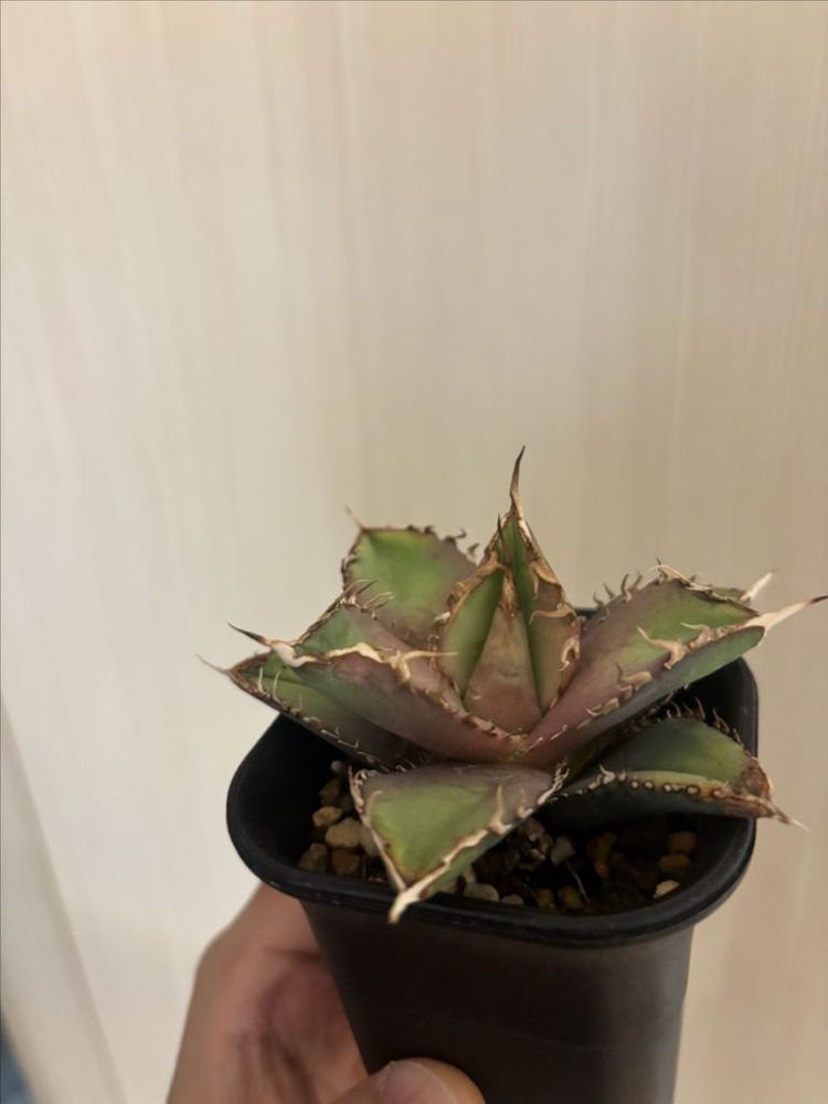 agave titanota 자구 아가베 티타노타 자구--2