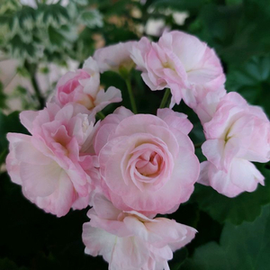 러시아제라늄 TA엠마뉴엘 대품